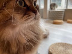 -猫儿山۰猫主题餐厅