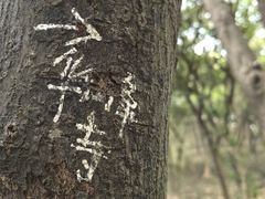 -黄埔油麻山森林公园