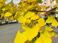 -四川大学(望江校区)