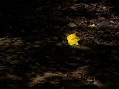 -南宁良凤江国家森林公园