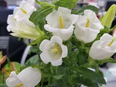 -Manner Coffee(凌空SOHO店)