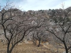 -大岭沟猕猴桃谷风景区
