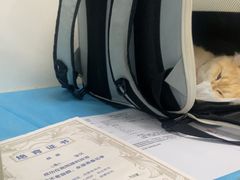 -纳吉亚猫专科动物诊疗中心(蒋宅口分院)