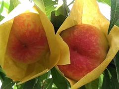 -南汇水蜜桃采摘(大团店)