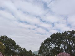-南山植物园