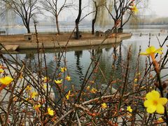 -莲花池公园