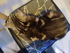 -平行世界·猫咖(首经贸店)