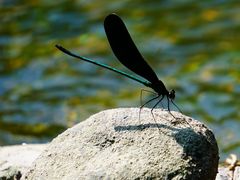 -白河湾生态旅游一条川