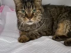 -纳吉亚猫专科动物诊疗中心(蒋宅口分院)