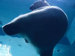 -珠海长隆海洋王国