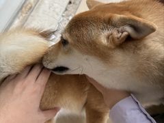 -爱诺耐芙动物医院(万博店)