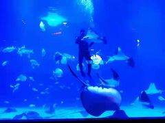 -烟台海昌鲸鲨海洋公园