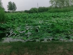 -大兴滨河森林公园