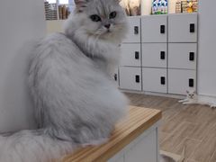 -李小姐の猫咖啡馆(五角场店)