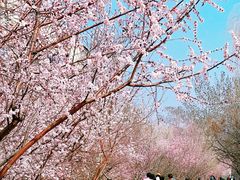 -桃花堤公园