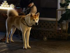 -大青树咖啡(大理古城店)