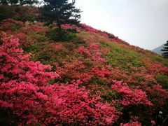 -木兰云雾山