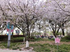 -高东镇樱花园
