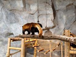 -Zoolung Zoolung动物主题公园(海信广场店)