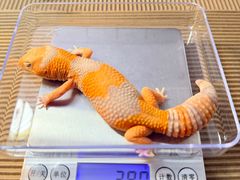 -酷以爬仙阁实体爬宠店·守宫·蜥蜴·专业繁育
