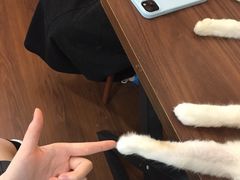 -楼上猫咖(罗湖店)
