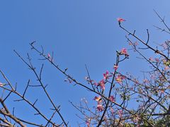 -云溪植物园