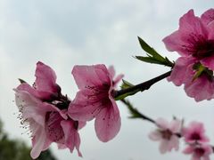 -三圣花乡旅游区