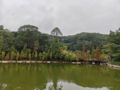 -广州市帽峰山景区