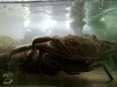 -丫丫蟹庄·苏式园林农家乐·阳澄湖大闸蟹(阳澄湖莲花岛店)