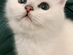 -翊宠yipet猫狗购宠庄园犬舍•猫舍