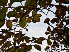 -左庭右院鲜牛肉火锅(苏州园区永旺店)