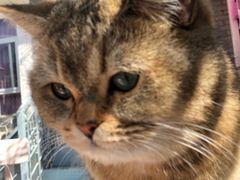 -喵屿·大理花园猫咖