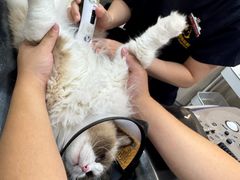 -御宝贝24h宠物医院·转诊中心·CT核磁血透中心(厦门总院)