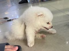 -和福顺养生焖锅(吾悦广场店)