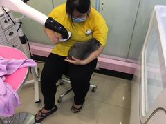 -70cat德文卷毛猫·缅因猫纯种猫舍