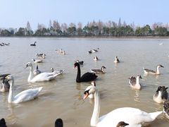 -艾溪湖湿地公园