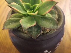 -OKOOKO澳客餐吧(乐天百货店)