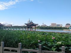 -莲花池公园