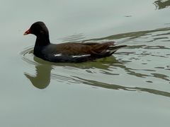 -虹之森·小馆