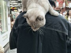 -猫咪博物馆(顶澳仔猫街店)