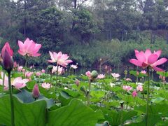 -东方巨龟苑景区