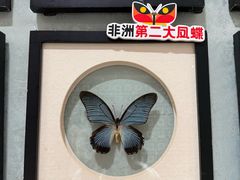 -深圳龙华星河COCO City(民治店)
