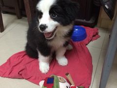 -宠物星动物医院·眼科·异宠·猫科(江南大道总院)