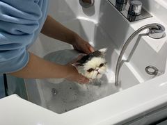-老吴的猫·猫舍(新区店)