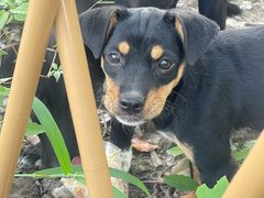 -马陆小张葡萄园农家乐