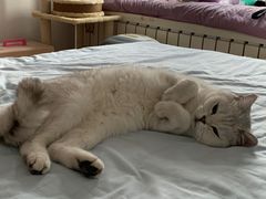 -伟伟宠物医院·瑞派猫友好医院·猫科(光谷店)