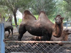 -长白岛森林公园