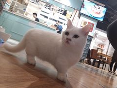 -猫小院猫主题餐厅(三里屯店)
