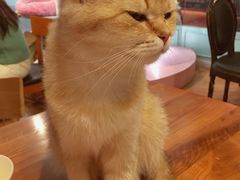 -猫小院猫主题餐厅(三里屯店)
