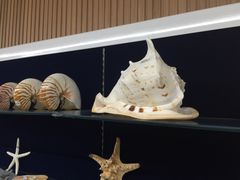 -青岛贝壳博物馆